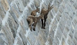 山羊视频在线观看,探索动物世界的奇妙瞬间